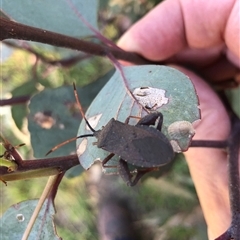 Amorbus (genus) at Crowther, NSW - 20 Dec 2024 05:47 PM