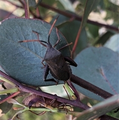 Amorbus (genus) at Crowther, NSW - 20 Dec 2024 05:47 PM