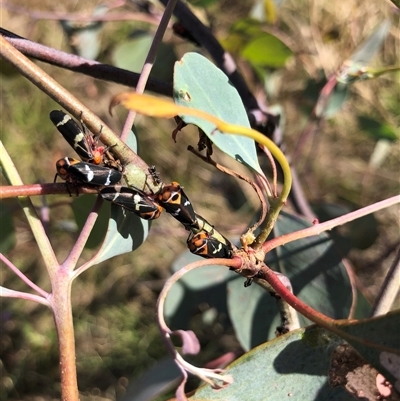 Eurymeloides pulchra (Gumtree hopper) at Crowther, NSW - 21 Dec 2024 by Frecko