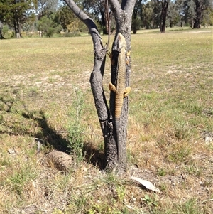 Pogona barbata at Crowther, NSW - suppressed