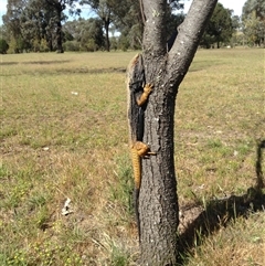 Pogona barbata at Crowther, NSW - suppressed