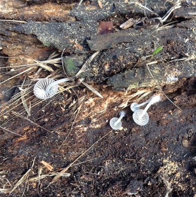 Mycena sp. at Crowther, NSW - 25 Jun 2024 by Frecko