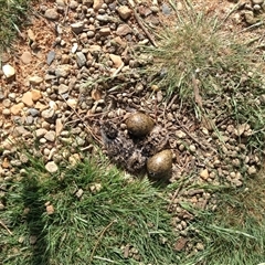 Vanellus miles at Crowther, NSW - 18 Oct 2024 08:11 PM