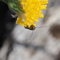 Scythris diatoma at Cotter River, ACT - 14 Mar 2025 11:59 AM