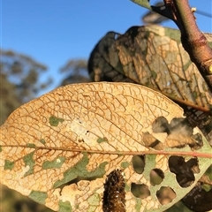Unverified Leaf beetle (Chrysomelidae) at Crowther, NSW - 20 Dec 2024 by Frecko