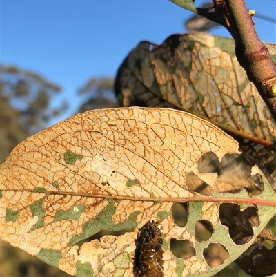 Unverified Leaf beetle (Chrysomelidae) at Crowther, NSW - 20 Dec 2024 by Frecko
