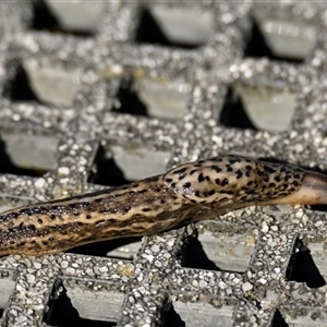 Limax maximus (Leopard Slug, Great Grey Slug) at Fyshwick, ACT - 3 Apr 2025 by Thurstan