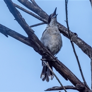 Cracticus torquatus at Lower Portland, NSW - 26 Jan 2022 05:54 PM