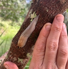Triboniophorus graeffei at Main Creek, NSW - 3 Apr 2025 10:29 AM