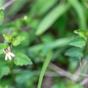 Lobelia purpurascens at Lower Portland, NSW - 27 Jan 2022 01:22 PM