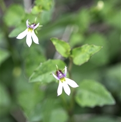 Lobelia purpurascens at Lower Portland, NSW - 27 Jan 2022 01:22 PM