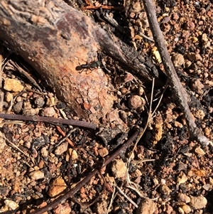 Rhytidoponera metallica (Greenhead ant) at Crowther, NSW - 3 Apr 2025 by Frecko