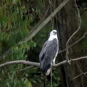Haliaeetus leucogaster at Lower Portland, NSW - 7 Feb 2022 02:26 PM