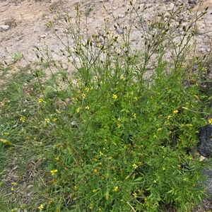 Bidens subalternans at Fadden, ACT - 3 Apr 2025 03:15 PM