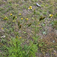 Bidens subalternans at Fadden, ACT - 3 Apr 2025 03:15 PM