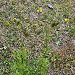 Bidens subalternans at Fadden, ACT - 3 Apr 2025 03:15 PM