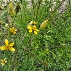 Bidens subalternans at Fadden, ACT - 3 Apr 2025 03:15 PM