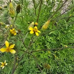 Bidens subalternans at Fadden, ACT - 3 Apr 2025 03:15 PM