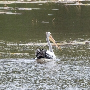 Pelecanus conspicillatus at Lower Portland, NSW - 31 Mar 2022 05:40 PM