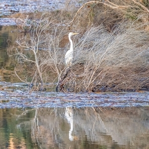 Ardea alba at Lower Portland, NSW - 25 Apr 2022 02:04 AM