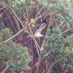 Haliaeetus leucogaster at Lower Portland, NSW - 25 Apr 2022 06:15 PM