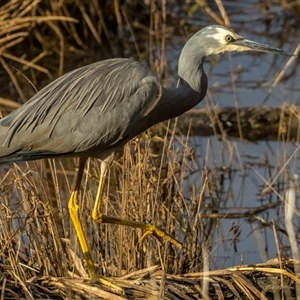 Egretta novaehollandiae at Lower Portland, NSW - 3 May 2022 12:31 AM