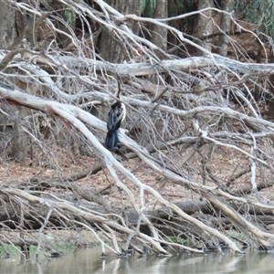 Anhinga novaehollandiae at Balranald, NSW - 26 Mar 2025 07:39 AM