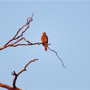 Haliastur sphenurus at Kenley, VIC - 26 Mar 2025 07:51 AM