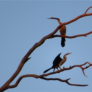 Anhinga novaehollandiae at Kenley, VIC - 26 Mar 2025 07:52 AM