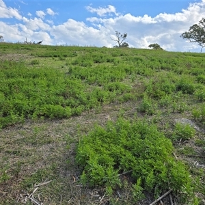 Bidens subalternans at Fadden, ACT - 3 Apr 2025 03:47 PM