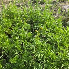 Bidens subalternans at Fadden, ACT - 3 Apr 2025 03:47 PM