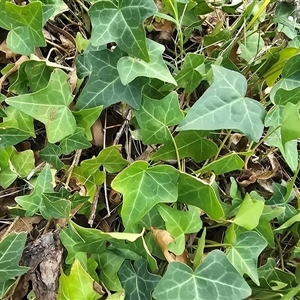 Hedera sp. (helix or hibernica) at Fadden, ACT - 3 Apr 2025 03:39 PM