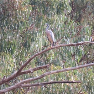 Egretta novaehollandiae at Kenley, VIC - 26 Mar 2025 09:35 AM