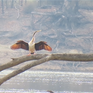 Anhinga novaehollandiae at Kenley, VIC - 26 Mar 2025 09:37 AM