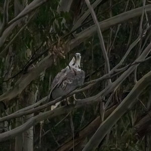 Haliaeetus leucogaster at Lower Portland, NSW - 28 Jun 2022 03:48 PM