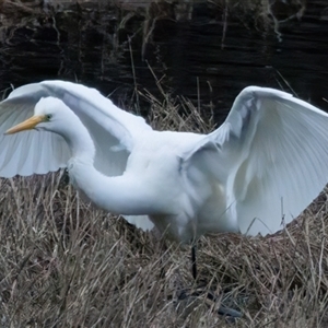 Ardea alba at Lower Portland, NSW - 28 Jun 2022 03:24 PM