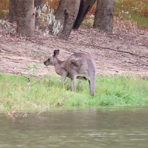 Macropus giganteus at Narrung, VIC - 26 Mar 2025 10:38 AM