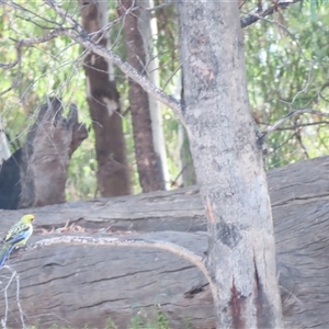 Platycercus elegans flaveolus at Narrung, VIC - 26 Mar 2025 10:14 AM