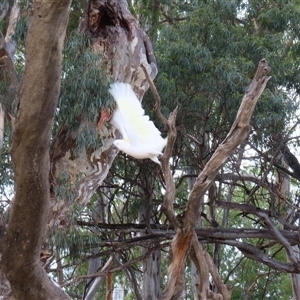 Cacatua galerita at Narrung, VIC - 26 Mar 2025 10:48 AM