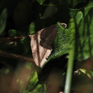 Acodia undescribed species at Cotter River, ACT - 14 Mar 2025 12:18 PM