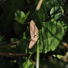Acodia undescribed species at Cotter River, ACT - 14 Mar 2025 12:18 PM