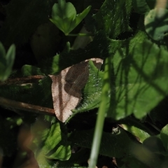 Acodia undescribed species at Cotter River, ACT - 14 Mar 2025 12:18 PM
