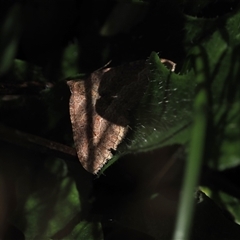 Acodia undescribed species at Cotter River, ACT - 14 Mar 2025 12:18 PM