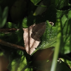 Acodia undescribed species at Cotter River, ACT - 14 Mar 2025 12:18 PM