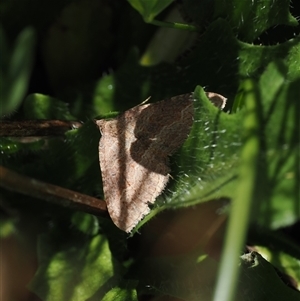 Acodia undescribed species at Cotter River, ACT - 14 Mar 2025 12:18 PM