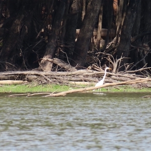 Ardea alba at Boundary Bend, VIC - 26 Mar 2025 12:08 PM