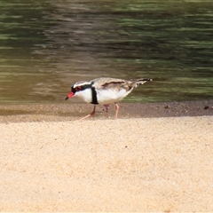 Charadrius melanops at Balranald, NSW - 26 Mar 2025 03:56 PM
