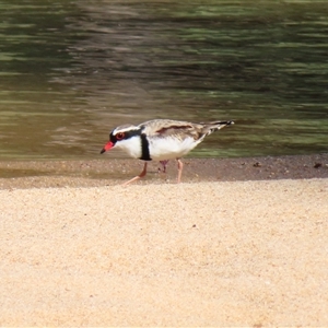 Charadrius melanops at Balranald, NSW - 26 Mar 2025 03:56 PM
