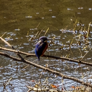 Ceyx azureus at Lower Portland, NSW - 7 Aug 2022 11:24 AM