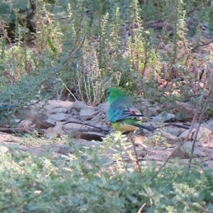 Psephotus haematonotus at Balranald, NSW - 26 Mar 2025 04:40 PM